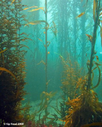 A rare day at Point Pinos south of Monterey. Notoriously ... by Kip Nead 